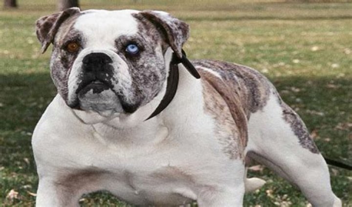 Are alapaha blue blood bulldogs aggressive?
