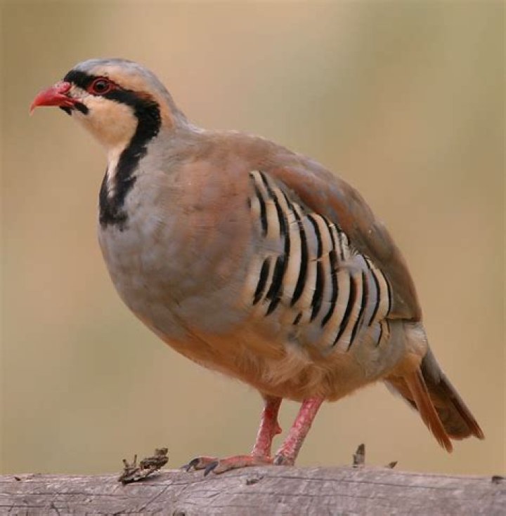 Are chukars native to ohio?