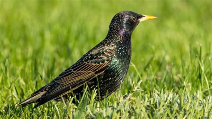 Are european starlings invasive?