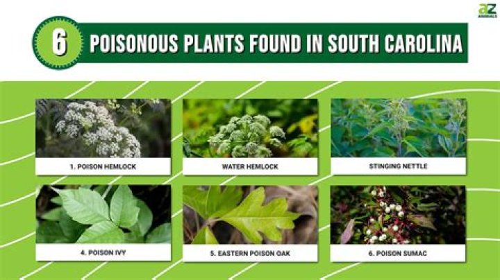 Are five leaf plants poisonous?
