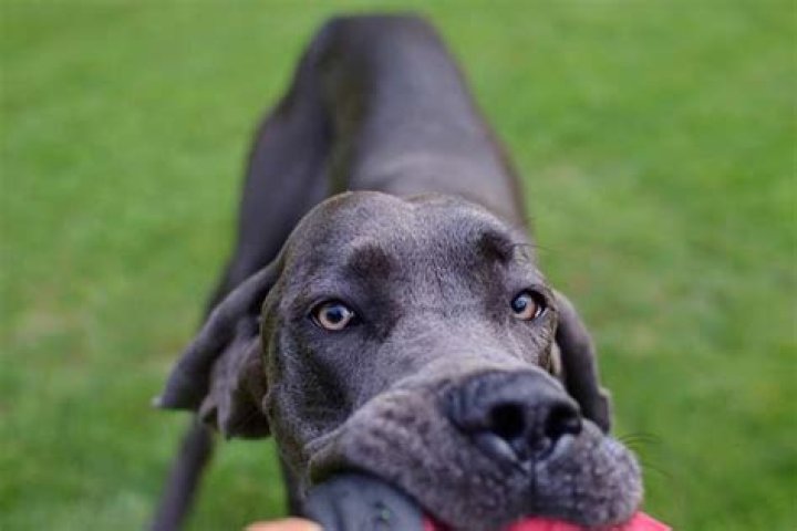 Are great danes chewers?