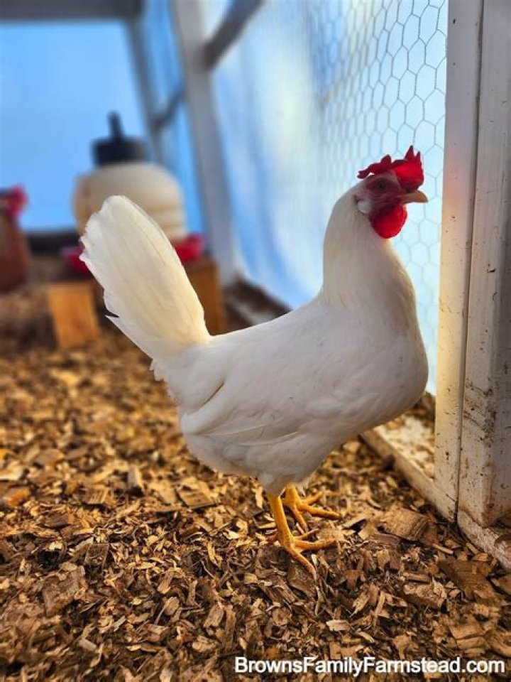 Are leghorn chickens noisy?