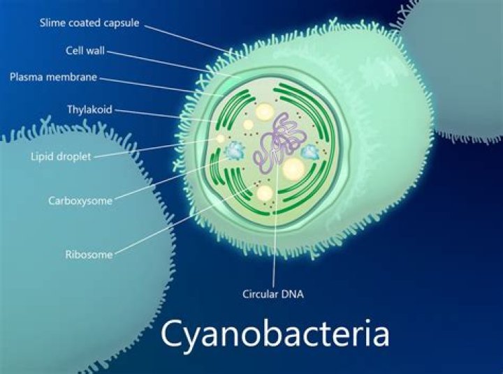 Are nuclei visible in cyanobacterial cells?