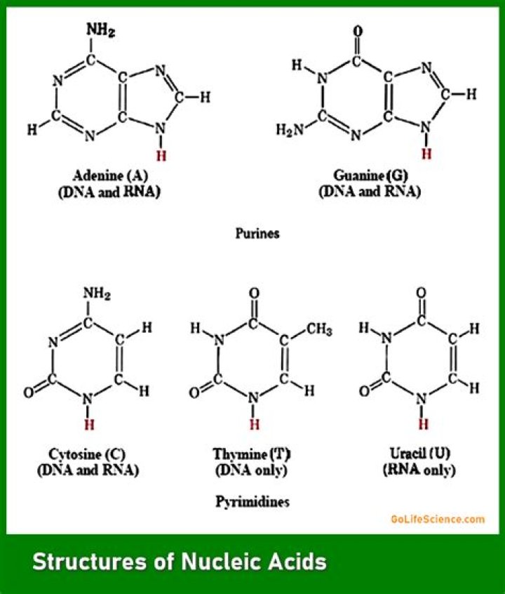 Are nucleosides found in dna?