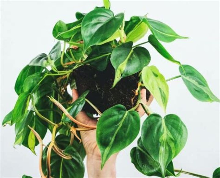 Are philodendron toxic to dogs?