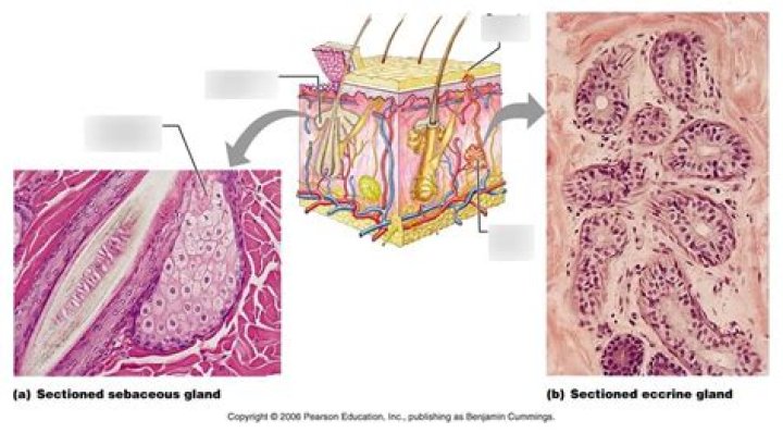 Are sebaceous glands a form of sudoriferous gland?