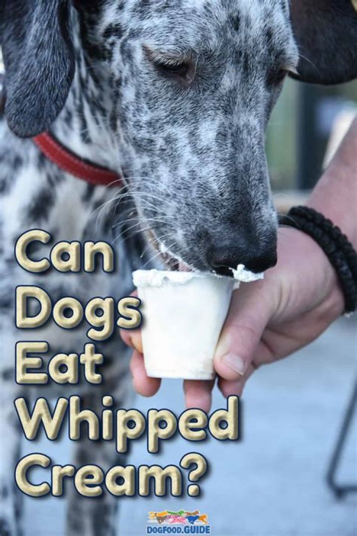 Are whip cream bad for dogs?