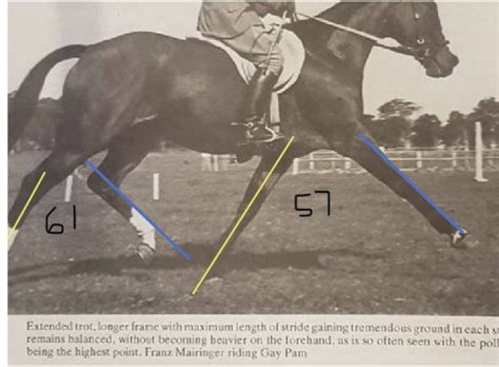 At a trot meaning?
