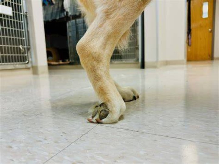 Can arthritis cause knuckling in dogs?