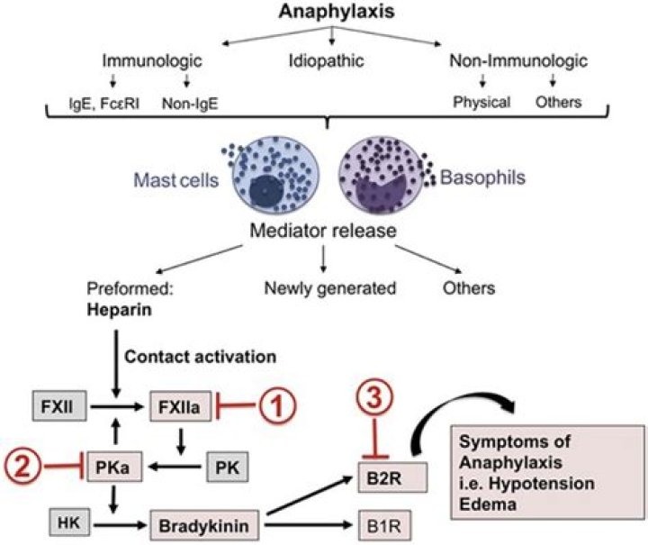 Can bradykinin induced fever?