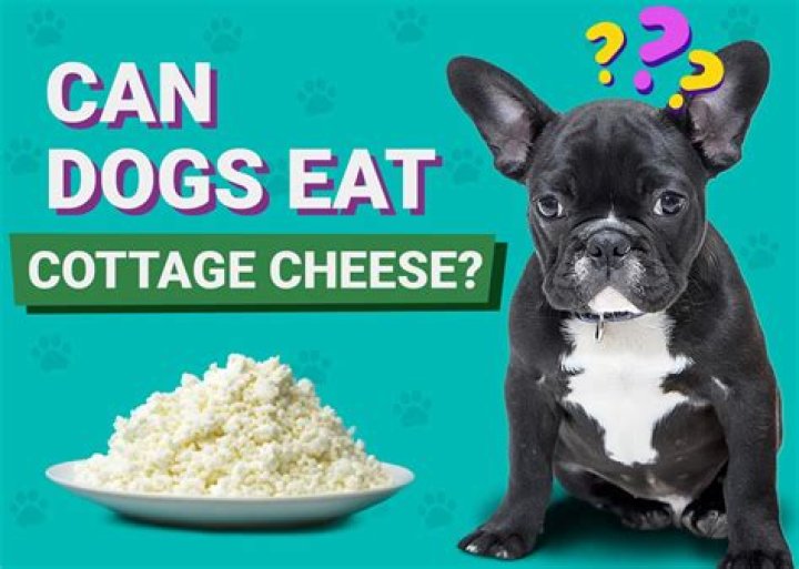 Can dogs eat cottage cheese?
