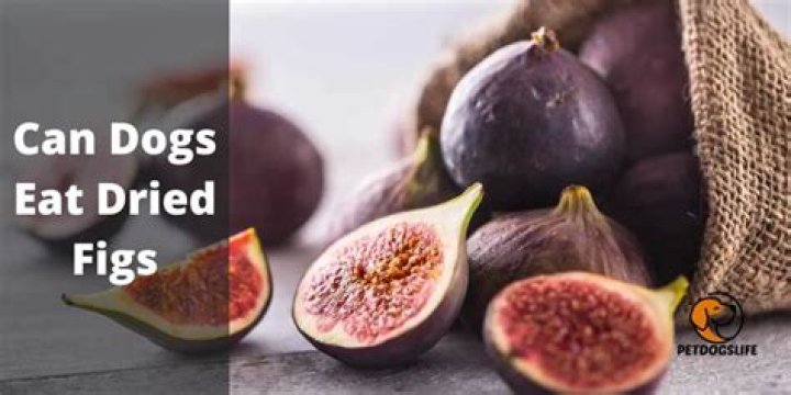 Can dogs eat dried figs?