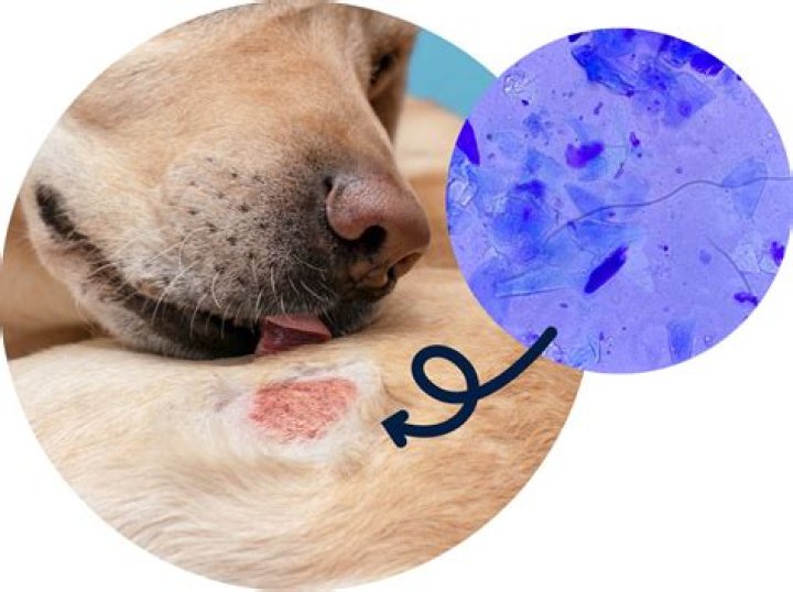 Can dogs have trauma?