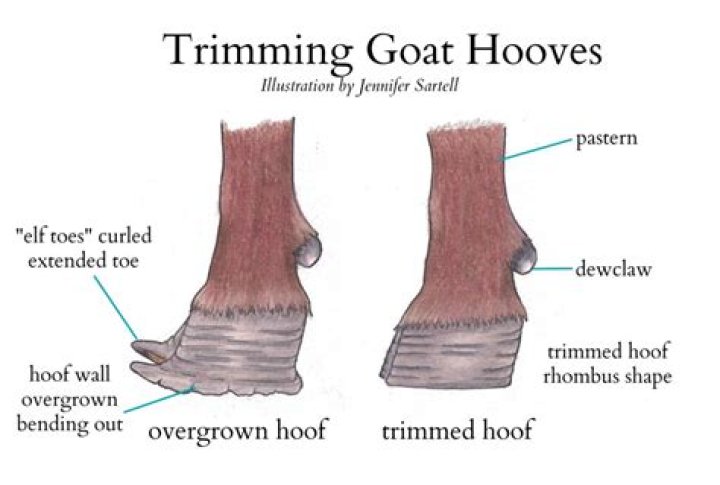 Can overgrown hooves cause lameness?