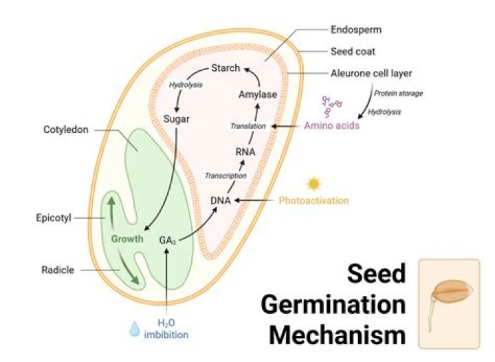Can seeds germinate in water only?