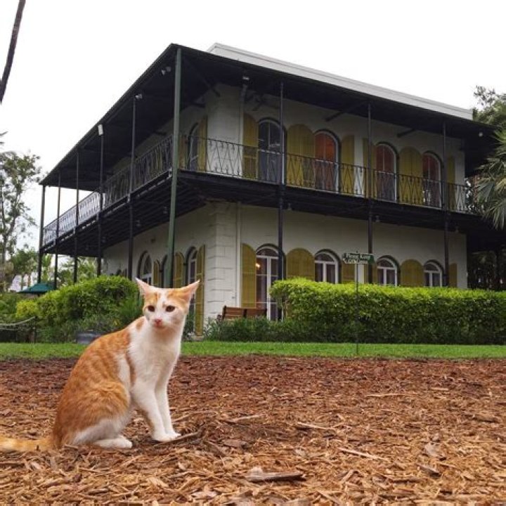 Can you adopt hemingway cats?