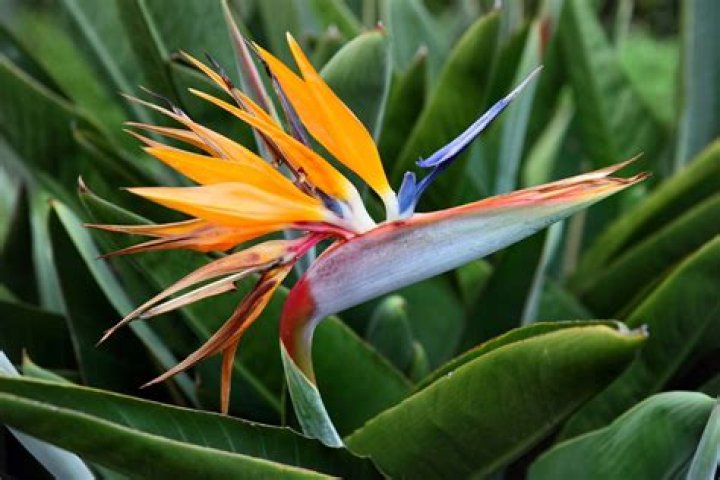 Can you transplant strelitzia?