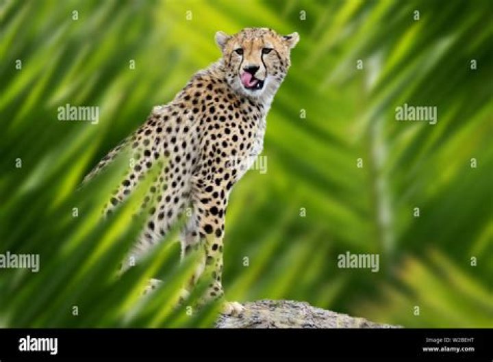 Do cheetahs live in the jungle?