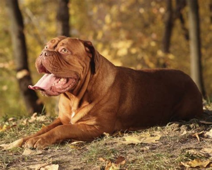 Do dogue de bordeaux slobber?