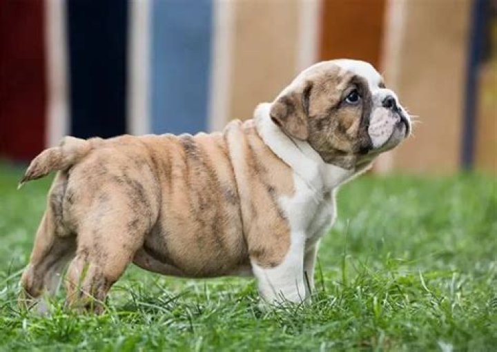 Do english bulldogs have tails?