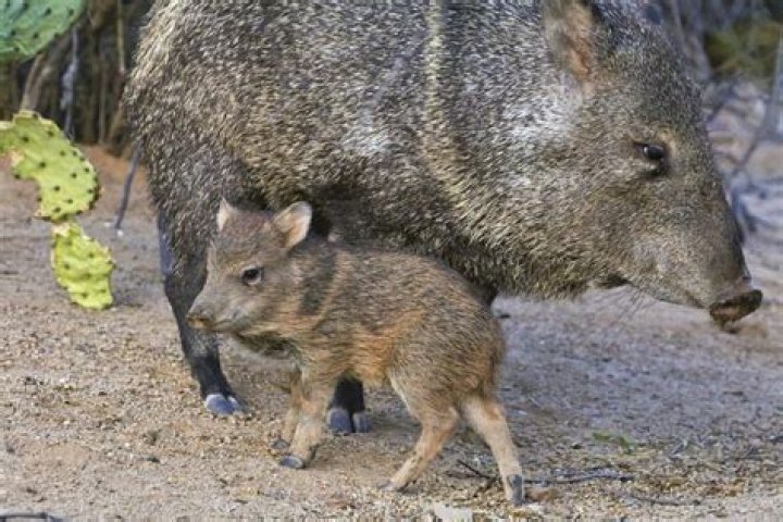 Do javelinas kill dogs?