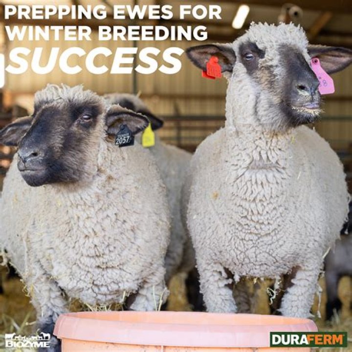 Do sheep ruin grazing land?