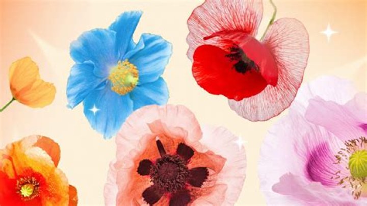 Do they still make poppycock?