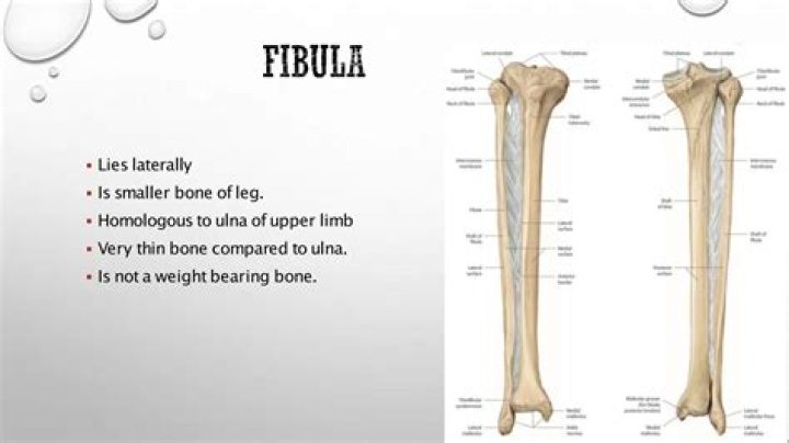 Do we need a fibula?