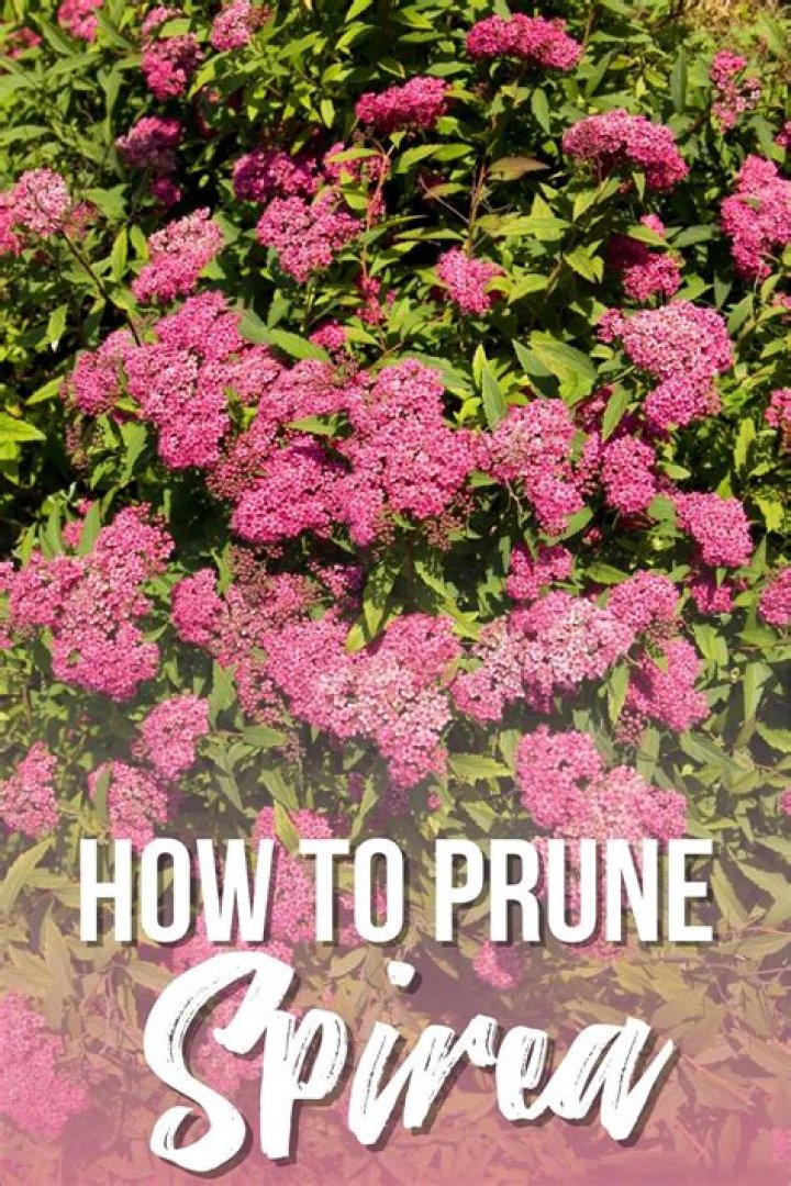 Do you trim spireas?
