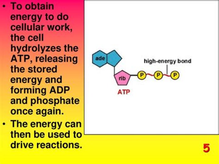Does adp store energy?