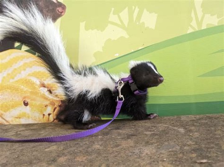 Does cape breton have skunks?