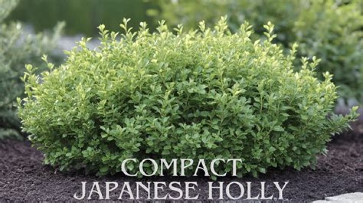 Does japanese holly stay green all year?