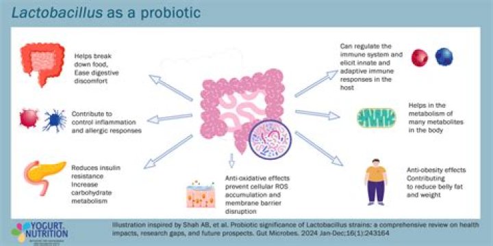 Does lactobacillus cure yeast infection?