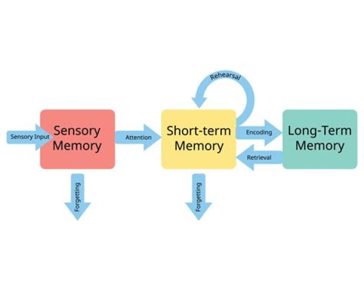 Does ltm encoded semantically?