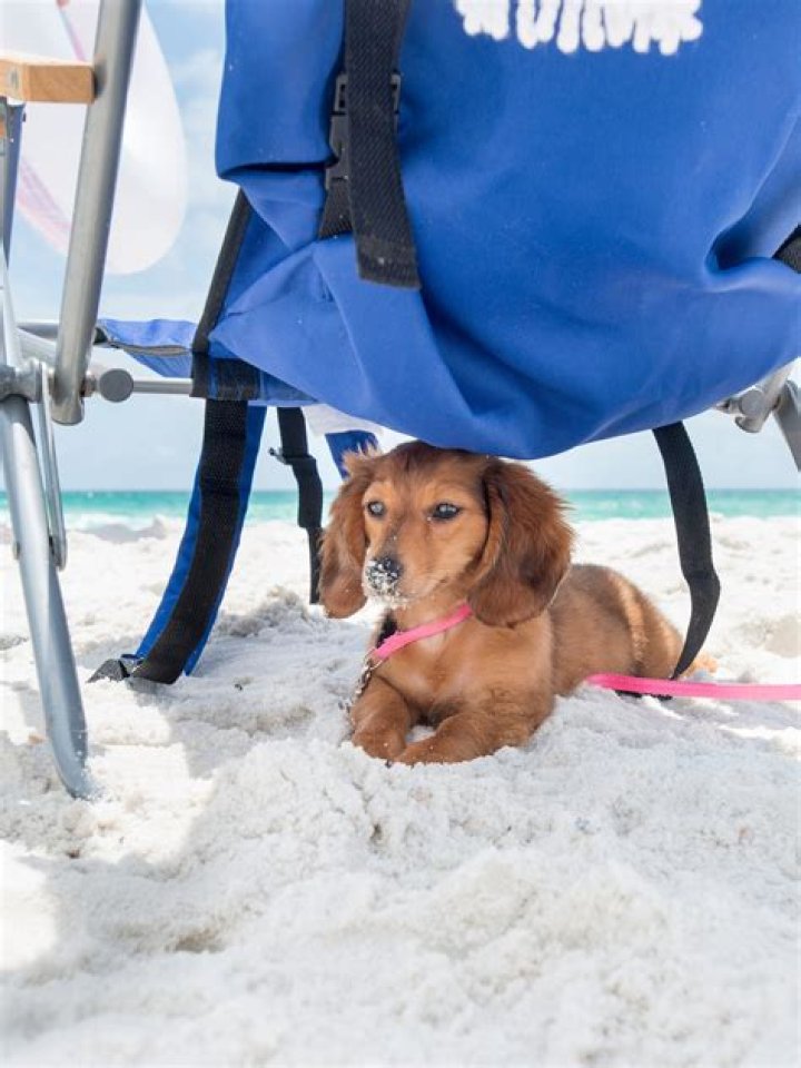Does pensacola beach allow dogs?