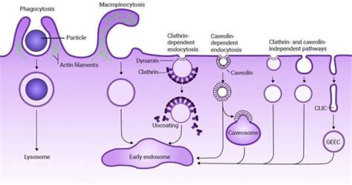 Does phagocytosis require clathrin?