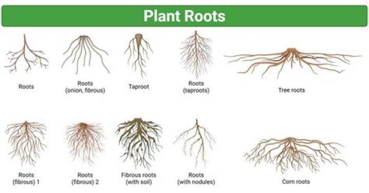 Does rose plants have roots?