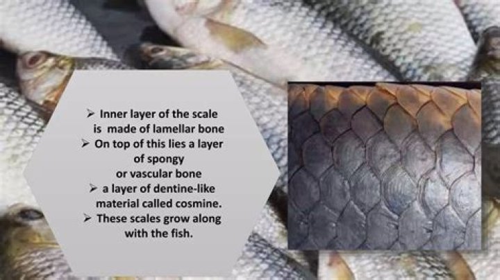Does snoek fish have scales and fins?