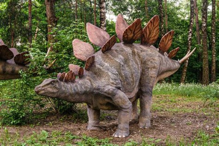Does stegosaurus lay eggs?