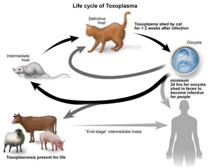 Does toxoplasmosis go away on its own?