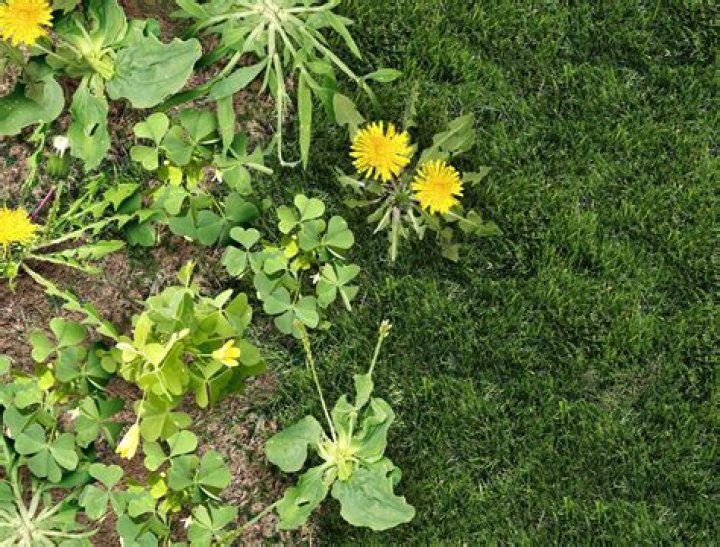 Does weeds grow in sand?