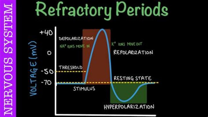 During a refractory period a neuron?