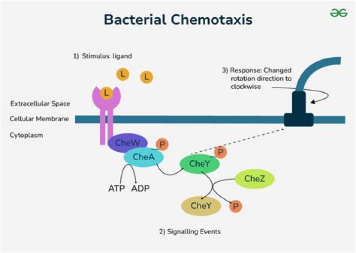 During chemotaxis a bacterial cell will undergo?
