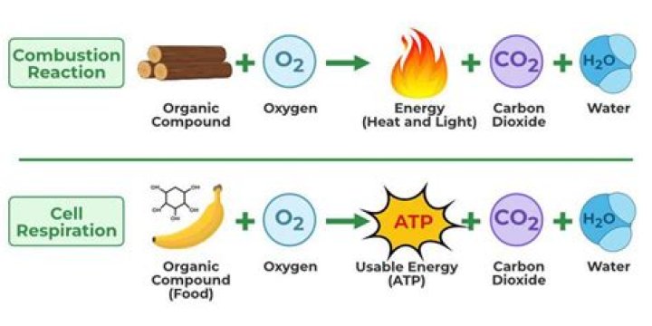 During combustion what reaction takes place?
