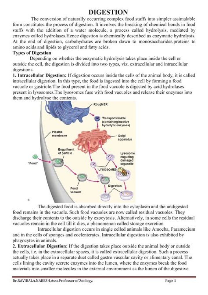 During digestion lipids are broken down to?