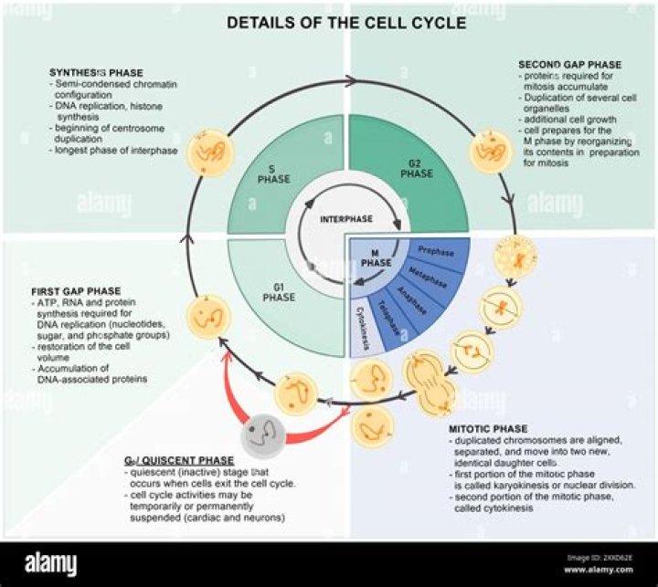During this phase is the final closure of completion phase?
