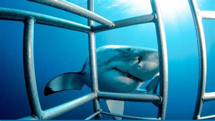 Has a shark cage ever snapped?