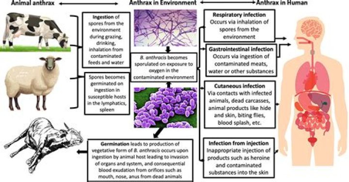 Has anthrax ever been used?