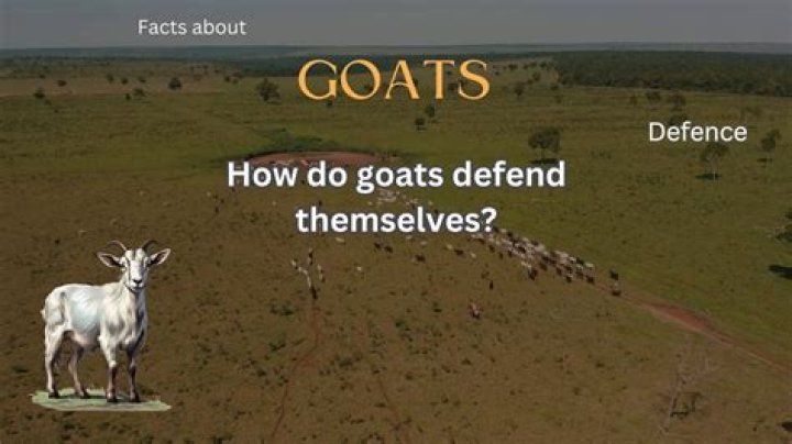 How do goats defend themselves?