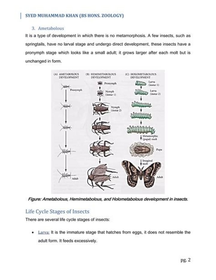 How does holometabolous metamorphosis work?